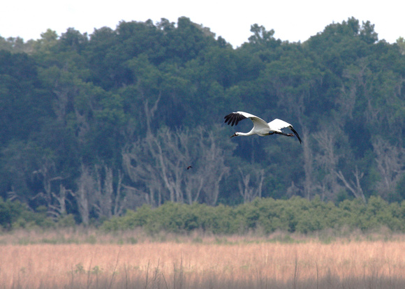 Whooping Crane over the Prairie