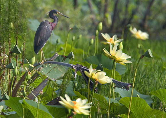 Tricolored Heron and Lotus