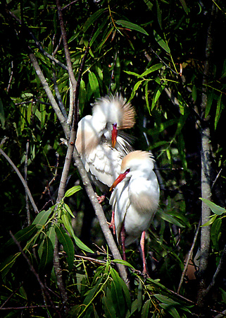 Nesting Cattle Egrets
